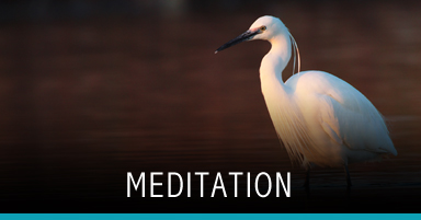 Meditation Classes